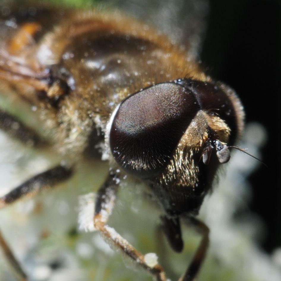 Fly with bresser 60mm mft 2.8 macro 2:1